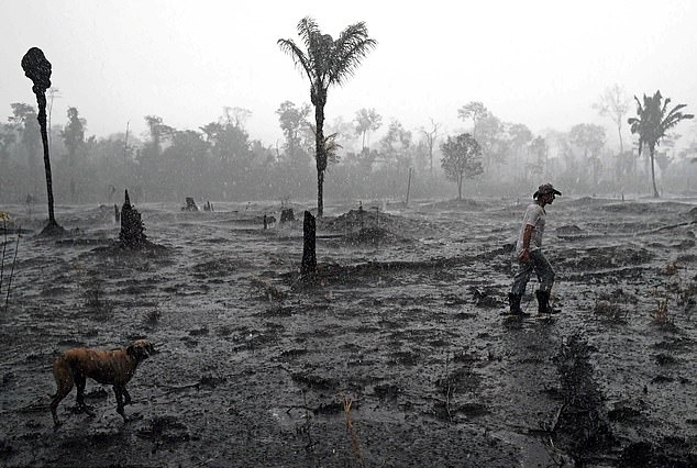 산불로 불 탄 아마존 열대우림 한 가운데를 걷고 있는 사람(사진=AFP 연합뉴스)