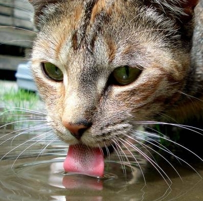 "신선한 물만 마신다옹" 개, 고양이는 흐르는 물을 선호하는 습성이 있다. 분수형 급수대는 이를 고려한 장비이며, 추위 속에서도 물을 얼지 않게 보존하는 효과도 있다. quora