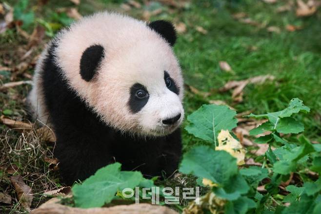 에버랜드 판다월드 아기 판다‘푸바오’ (사진=에버랜드)
