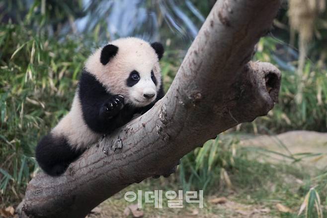 에버랜드 판다월드 아기 판다‘푸바오’ (사진=에버랜드)