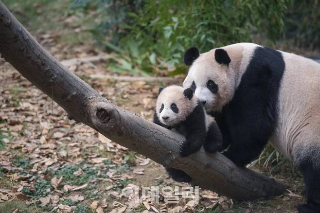 에버랜드 판다월드 어미 판다 ‘아이바오’와 아기 판다‘푸바오’ (사진=에버랜드)