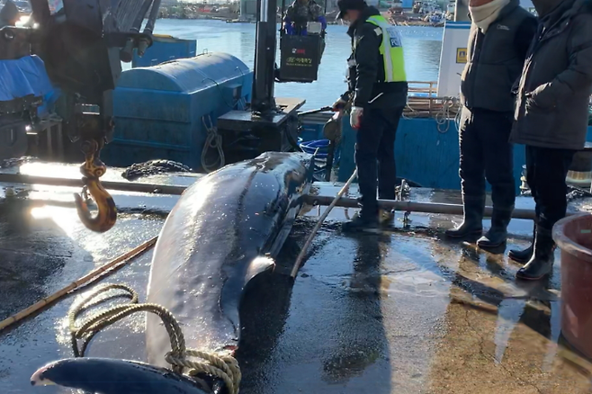 6일 강원 고성군 문암 앞바다에서 밍크고래 사체가 발견됐다. 속초해양경찰서 제공