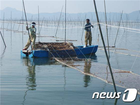 (부안=뉴스1) 박제철 기자 = 전북 부안군은 2021년도 양식어업 및 수산자원 분야 보조사업 희망자를 모집한다고 7일 밝혔다. 김 양식어장(뉴스1/DB)© News1