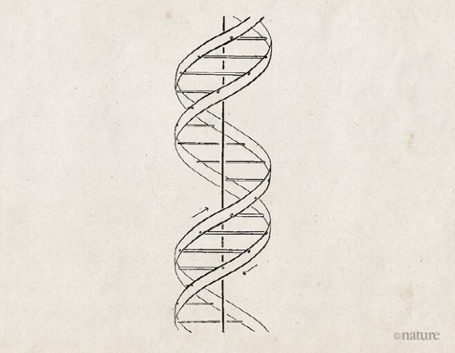 1953년 생물학자 제임스 왓슨과 프랜시스 크릭이 처음 제안한 DNA의 이중나선 구조. 네이처 제공
