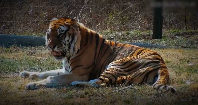 백두산 호랑이 두만/국립백두대간수목원