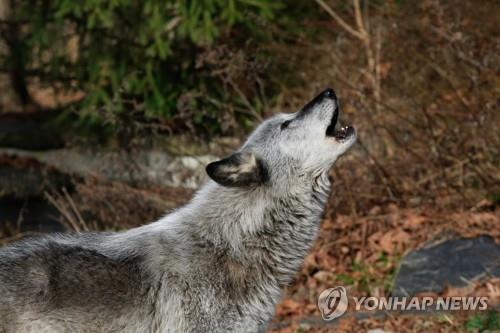 뉴욕 늑대보존센터에서 울부짖는 늑대 [AFP=연합뉴스]