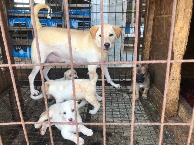 인천 계양산 불법 개농장에서 구조된 개들. 식용견으로 팔리기 전 구조된 개들 중 7마리는 해외로 입양됐다. 한화갤러리아 제공