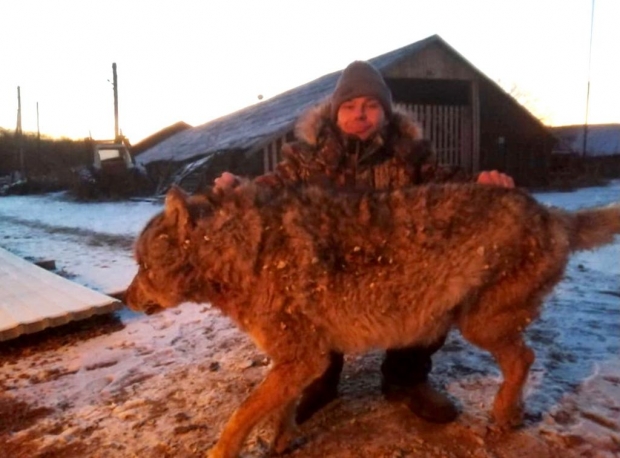 러시아 농부가 두 반려견 물어 죽인 늑대를 때려잡았다. 데일리메일, eao.ru