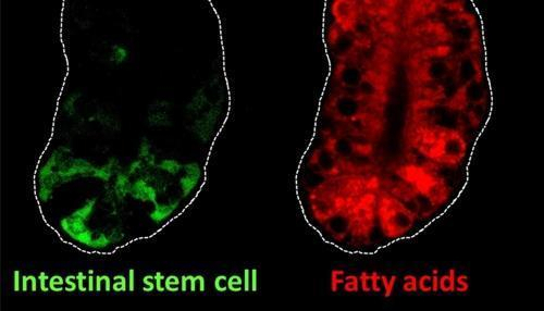 생쥐 장의 줄기세포와 지방산지방산(적색)은 장 내벽 상피세포 재생에 중요한 역할을 한다.그런데 장에 식이 지방이 너무 많으면 줄기세포(녹색)가 증가해 대장암 발생 위험이 커지는 것으로 보고됐다.[미 러트거스대 제공]
