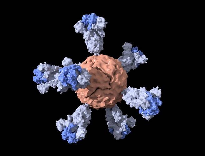 피터 김 미국 스탠퍼드대 생화학과 교수 연구팀이 개발한 코로나19 나노입자 백신의 모습이다. 스탠퍼드대 제공