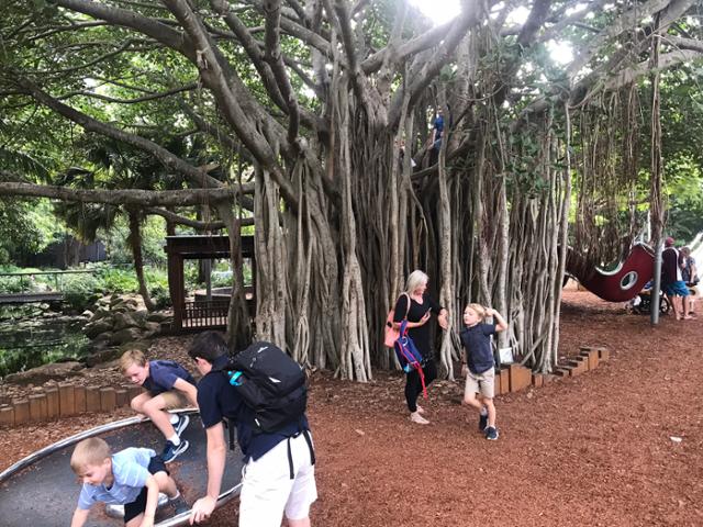 호주 브리즈번 사우스뱅크의 나무 자체를 놀이터로 삼은 장소에서 가족들이 즐거운 시간을 보내고 있다. 이동학 작가