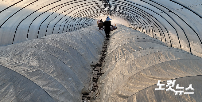 경기도 외곽의 한 채소농장 비닐하우스 안에서 이주노동자들이 밭일을 하고 있는 모습이다.(사진=박창주 기자)