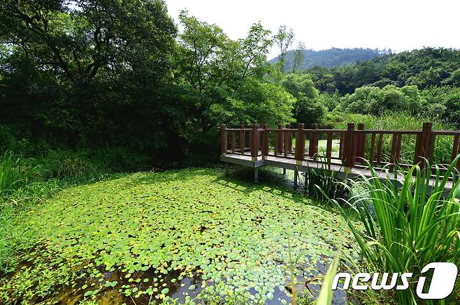 전북 고창군 운곡람사르습지가 한국관광공사의 '6월에 가 볼 만한 곳'으로 선정됐다. 고창운곡람사르습지 탐방로. /뉴스1 DB © News1