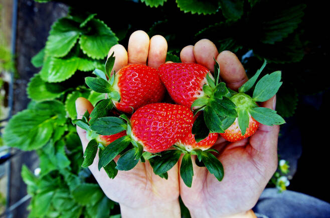 밀양 딸기. ⓒ밀양시