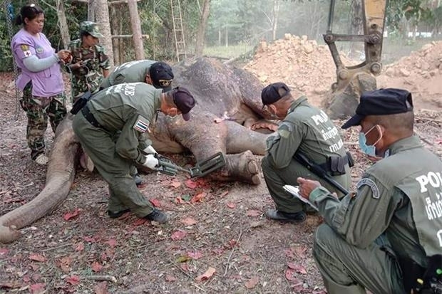 경찰이 금속탐지기로 코끼리 사체를 살펴보고 있다. [방콕포스트 캡처/Chaiwat Satyaem. 재판매 및 DB 금지]