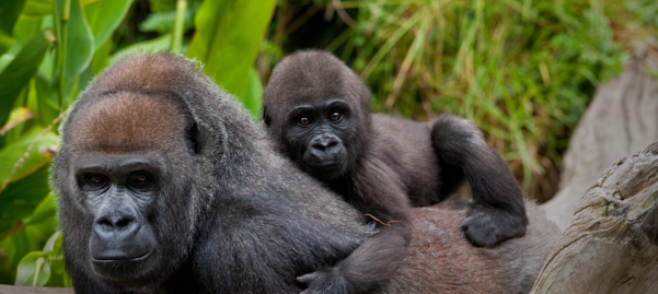 미국 캘리포니아주에 있는 샌디에이고 동물원의 고릴라. /샌디에이고 동물원 홈페이지 캡처