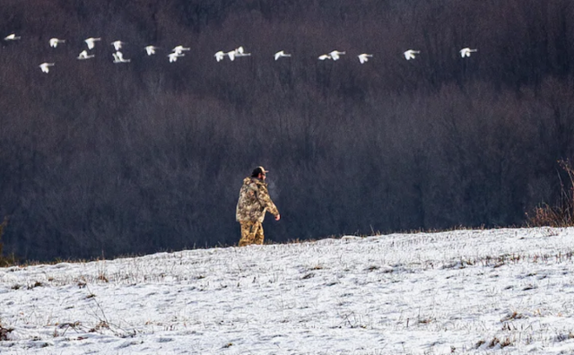미국 펜실베이니아주 미들 크릭 야생동물 관리 구역에서 한 사냥꾼의 머리 위로 고니 떼가 날고 있다. 워싱턴포스트 홈페이지