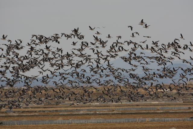 천수만에서 먹이활동 중인 철새들이 군무를 펼치고 있다. 서산시 제공