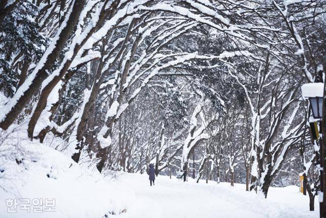 백양사로 들어가는 숲길. 애기단풍과 갈참나무가 우거져 있다.