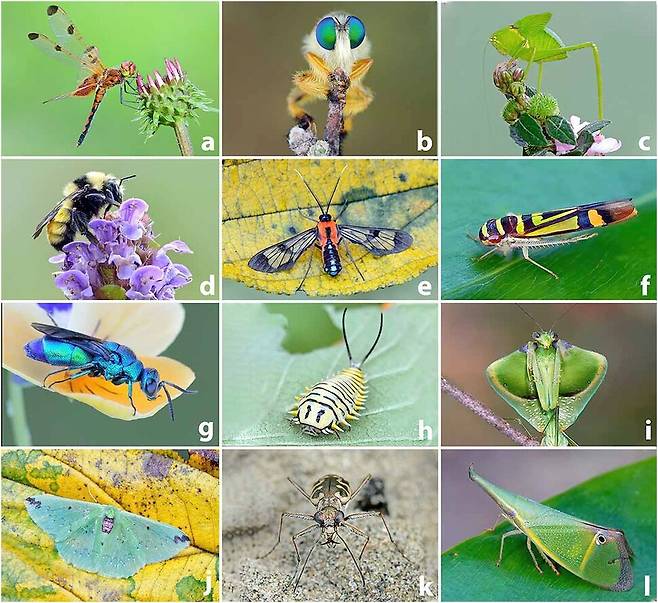 다양한 곤충. 현재 약 100만 종이 밝혀졌지만 적어도 400만 종은 더 있을 것으로 추정된다. 데이비드 와그너 외 (2021) ‘PNAS’ 제공.