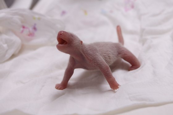 아기 판다 푸바오의 출생 직후 모습. 도무지 판다로 보이지 않는다. [사진 에버랜드]