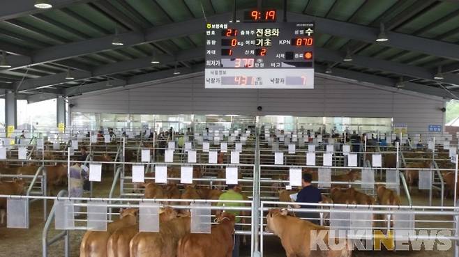 보령 가축시장 소 경매 모습.