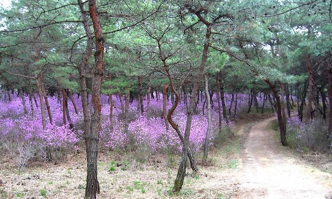 여주 영릉에 있는 왕의 숲길엔 봄이 되면 소나무 사이로 진달래가 만개한다. [궁능유적본부 제공]
