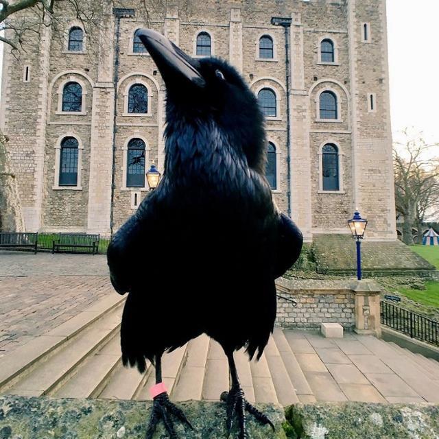 영국 런던탑에서 사라진 까마귀 멜리나. 런던탑 페이스북 캡처