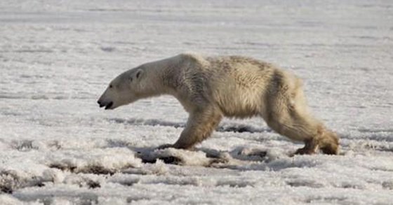러시아 캄차카반도의 틸리치키 부근의 얼음 위를 걷는 북극곰. AP=연합뉴스