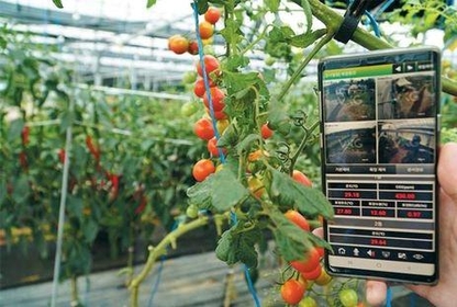 스마트폰에 앱을 깔아 원격으로 농장을 관리하는 스마트팜 보급이 확대되고 있다. /조선일보 DB