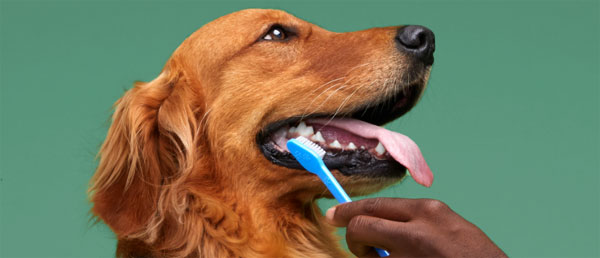 미국에서도 반려동물에게 양치질을 거의 안 시킨다고 하는데, 펫코는 치아 건강을 위해 이를 장려 중입니다. [자료=petco.com]