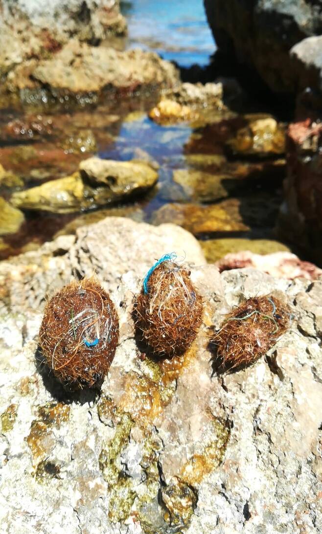 해초의 섬유질 속에 플라스틱 조각이 함께 엉긴 해초 공의 모습. 마르타 베니 제공.