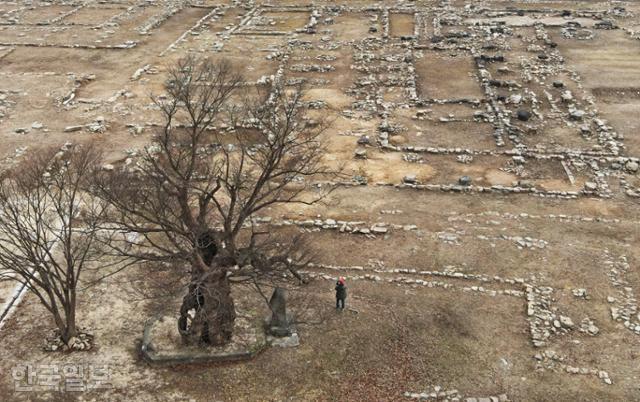 오래된 느티나무 한 그루가 원주 부론면 법천사지를 지키고 있다. 1911년 일본인에 의해 이곳에서 반출된 국보 지광국사탑이 떠돌이 생활 110년 만에 돌아올 예정이어서 텅 빈 절터가 쓸쓸하지만은 않다.