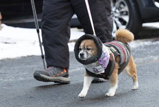 서울 등 전국 대부분 지역에 한파특보가 내려진 7일 오전 서울 홍은동에서 강아지가 털옷을 입고 주인과 산책을 하고 있다. 임현동 기자