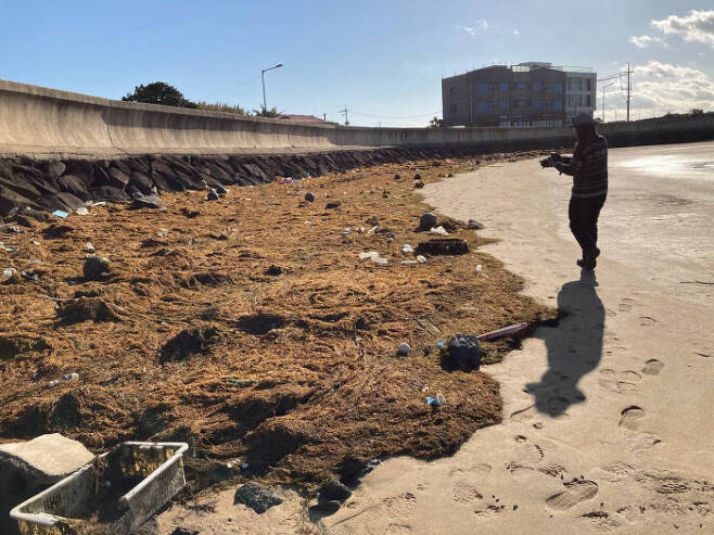예년보다 두세 달 일찍 괭생이모자반과 해양 쓰레기가 뒤엉켜 밀려와 제주 해안에 쌓이고 있다. 핫핑크돌핀스 제공