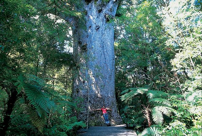 마오리의 요람 호키앙가 와이포우아 숲 [(c) Tourism New Zealand]