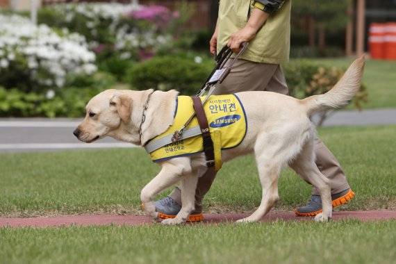 시각장애인 안내견학교 조끼 착용 모습 /사진=소노호텔&리조트