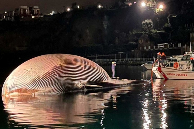 이탈리아 남부 해안에서 발견된 초대형 고래. ABC 뉴스