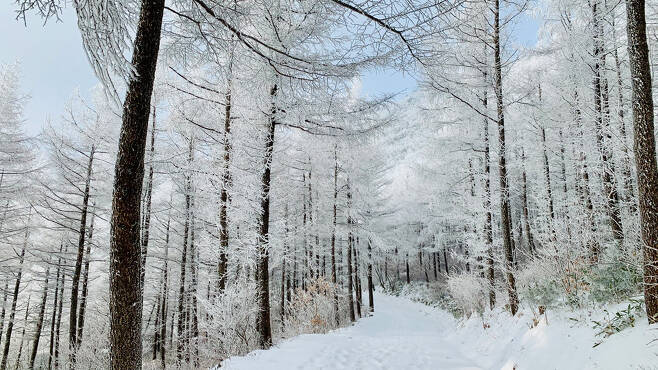 애니메이션 ‘겨울왕국’의 한 장면 같은 설경을 볼 수 있는 겨울 눈꽃 트레킹.