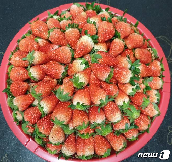 양태영 씨가 재배한 딸기 '매향' 품종. © 뉴스1
