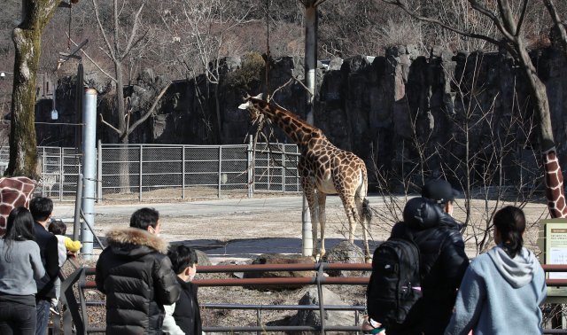 완연한 봄날씨를 보인 24일 과천 서울대공원 동물원에서 행락객들이 나들이를 즐기고 있다. 뉴시스