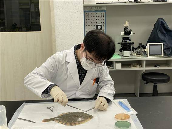 '공수산질병관리사'가 수생산물질병 검사를 실시하고 있다.(사진=경북도 제공)