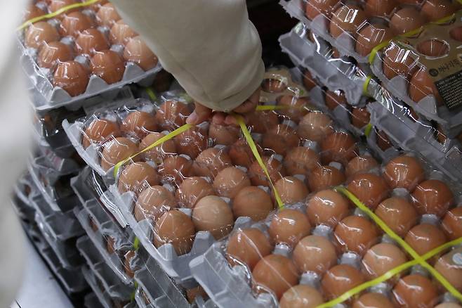 고병원성 조류인플루엔자(AI)로 살처분한 산란계 수가 1천만마리를 넘어서며, 지난 22일 특란 10개 산지 가격은 1천697원으로 평년(2016∼2020년) 1월 대비 43.6%, 지난해 1월 대비 45.8% 급등했다. 사진은 24일 서울의 한 마트에서 달걀을 고르는 시민. 연합뉴스