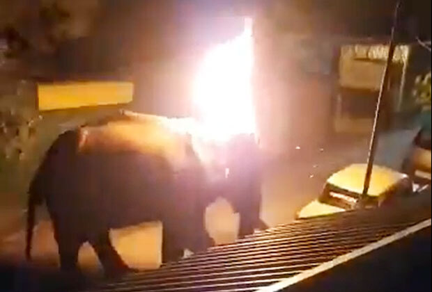 먹이를 찾아 헤매던 코끼리가 사람이 던진 불덩이에 맞아 죽는 안타까운 사건이 발생했다.