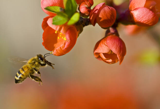 미국과 유럽에서 주로 제기된 꿀벌 군집 붕괴의 원인은 살충제 등이다. 그에 더해 대기오염이 꿀벌의 감소를 재촉했을 가능성이 제기됐다. 루이스 조 씨는, 위키미디어 코먼스 제공.