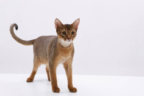 국내에서 처음으로 고양이가 코로나19에 감염됐다.(사진은 기사와 직접적 관련 없음)/사진=클립아트코리아