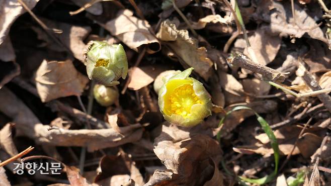 지난 23일 홍릉 숲 복수초밭 망울을 터뜨린 복수초. 김종목 기자