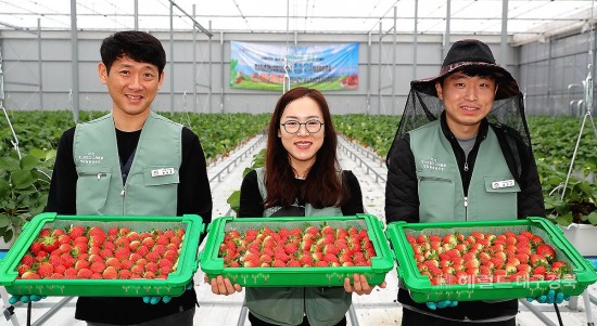 의성군이 이웃사촌 청년시범마을 조성사업 일환으로 조성한 스마트팜에서 딸기를 수확하고 있다.(의성군 제공)