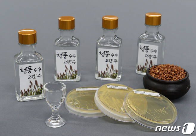 충북농기원이 신종 효모를 활용해 만든 고량주. © 뉴스1