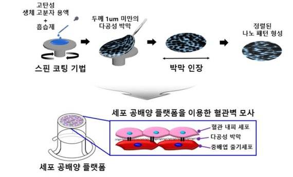 고탄성 생체적합성 고분자를 이용해 정렬된 나노 패턴을 갖는 세포 공배양 플랫폼 제작과정. KIST 제공
